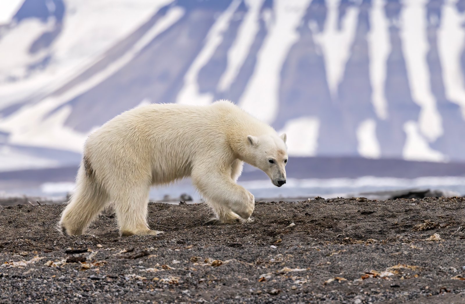 Urso polar caminhando na tundra do Ártico em Svalbard