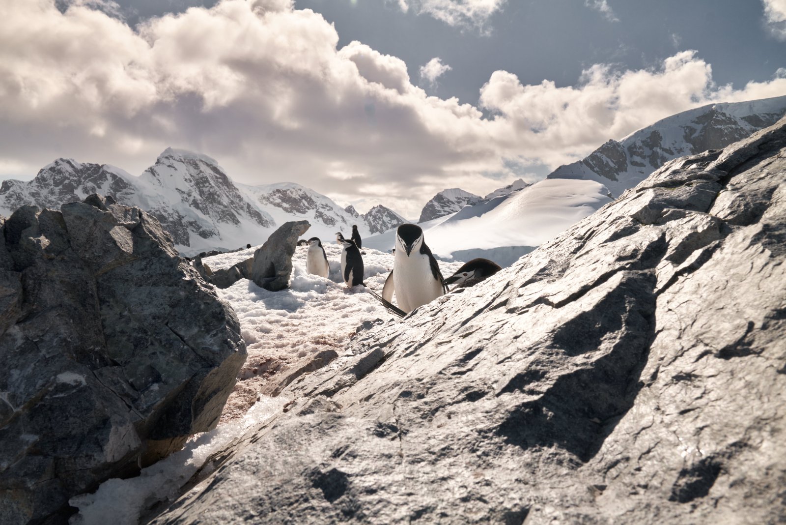 Pinguins sobre rochas na Antártica com montanhas nevadas ao fundo